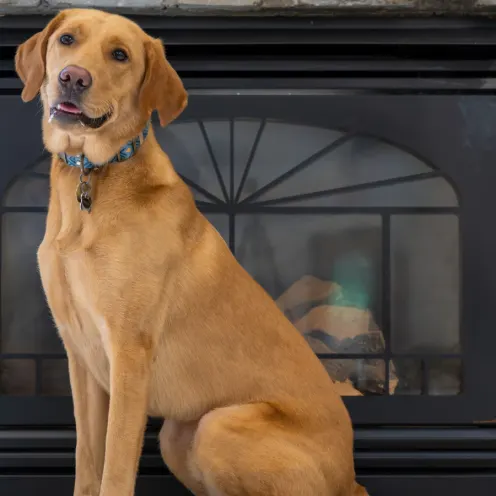 Tall brown Labrador Retriever